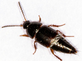 Tachinus rufipes